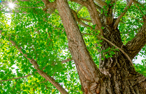 培った技術で地域資源を幅広く多様化します。
