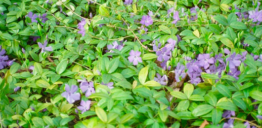 ビンカ・ミノール