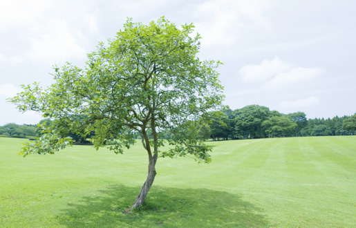 街にあふれる緑を守り豊かな自然づくりに貢献します。